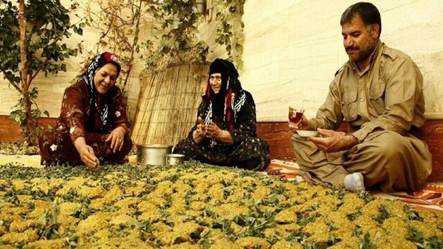 تکاپوی زنان کُرد برای تهیه آذوقه زمستان تکاپوی زنان کُرد برای تهیه آذوقه زمستان