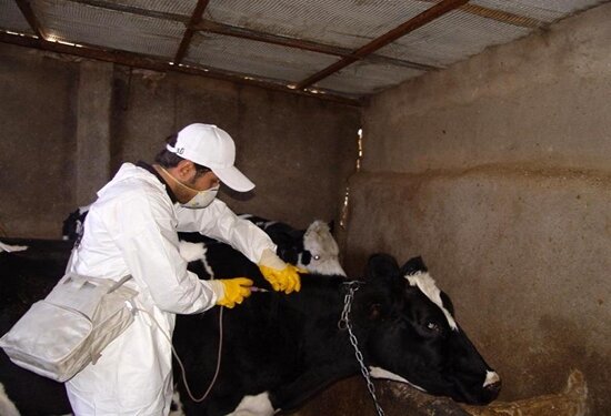 واکسیناسیون رایگان تمام دامهای سنگین کرمانشاه علیه تب مالت واکسیناسیون رایگان تمام دامهای سنگین کرمانشاه علیه تب مالت