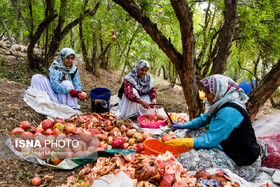 جشن شکرانه «انار» در پاوه برگزار می‌شود