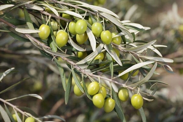 عمر درختان زیتون کرمانشاه به چند سال میرسد؟ عمر درختان زیتون کرمانشاه به چند سال میرسد؟