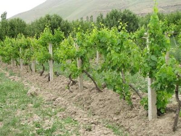 باغات دیم کرمانشاه توسعه مییابد باغات دیم کرمانشاه توسعه مییابد