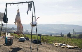 کشتار خیابانی دام تهدیدی جدی برای سلامت شهروندان است