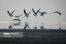 آغاز پایش محیط زیست کرمانشاه برای مقابله با «آنفلوآنزای پرندگان»
