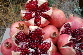 پیشبینی تولید ۱۳ هزار تن انار در کرمانشاه