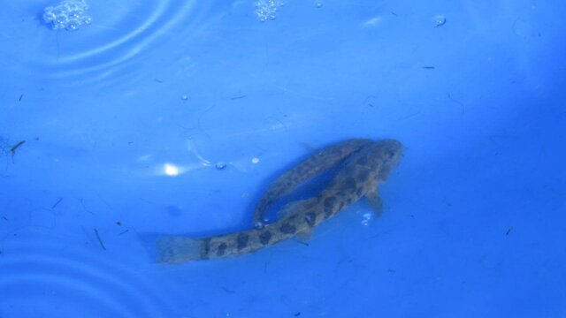 نجات اضطراری گنجینه زیستی سراب بیستون در پی خشکسالی