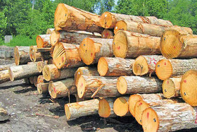 توسعه ۷۰۰ هکتاری زراعت چوب در کرمانشاه