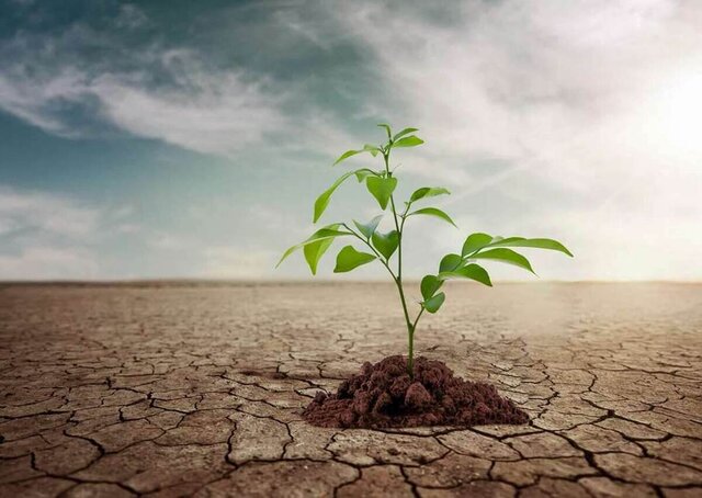 رئیس جهاد کشاورزی کرمانشاه: باید برنامه‌ای جامع برای کشاورزی در شرایط خشکسالی داشته باشیم