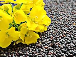 رقم کلزای نفیس ۴.۵ تا ۵ تن در هکتار عملکرد دارد