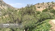 ۴۶ درصد جنگل‌های بلوط استان گرفتار زوال و خشکیدگی شده‌اند