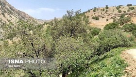 رئیس اداره جنگل‌داری استان: جنگل‌های کرمانشاه علائم خشکیدگی ندارند