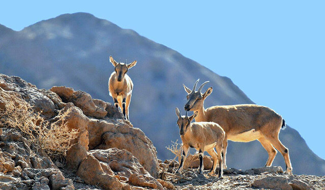 Temperature Increase Affected Wildlife and Ecosystems in Isfahan Province