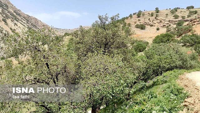 آتش، تبر، فرسایش؛ سه‌ضلع تهدیدکننده جنگل‌های زاگرس