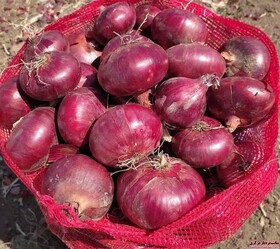 تولید ۱۱هزار تن پیاز در هرسین طی امسال/ دعوت از سرمایه‌گذاران برای فرآوری پیاز