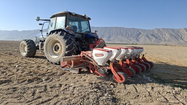 برآورد کشت ۶۰۰۰ هکتار چغندرقند پاییزه در کرمانشاه