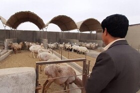 طرح «جهش تولید در دامداری‌های روستایی و عشایری» در کرمانشاه اجرا می‌شود