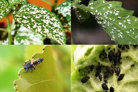 کرمانشاه جزو ۳ استان برتر کشور در مبارزه غیرشیمیایی با آفات است