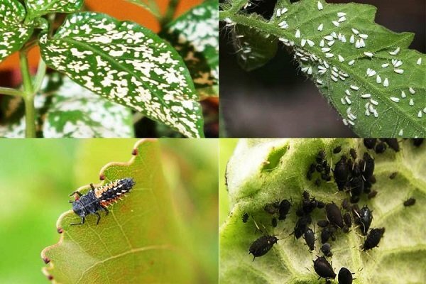 کرمانشاه جزو ۳ استان برتر کشور در مبارزه غیرشیمیایی با آفات است