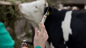 واکسیناسیون ۱۰۰ هزار رأس دام سنگین کرمانشاه علیه «لمپی‌اسکین»