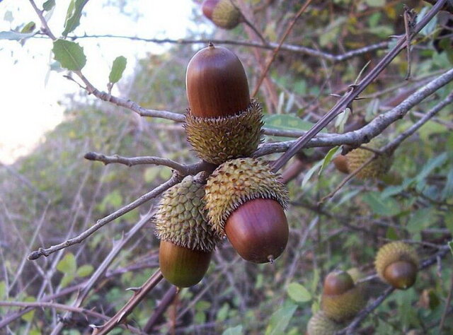 بهبود حال و روز جنگل‌های کرمانشاه