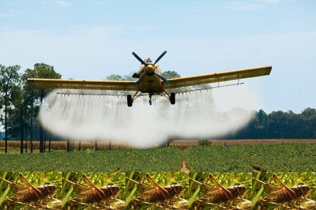 پایش مستمر مزارع کرمانشاه برای مقابله با آفات و علف‌های هرز