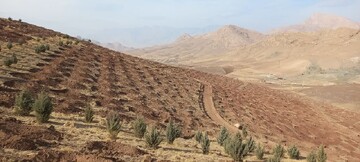 اجرای ۲۷۰ هکتار جنگل‌کاری مشارکتی در کرمانشاه