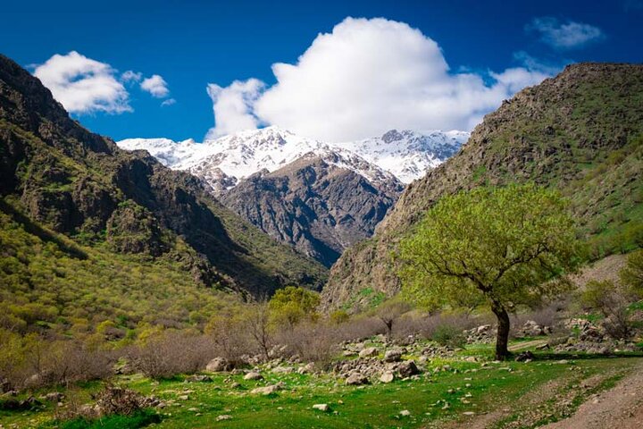 حال و روز خوب مراتع کرمانشاه در پی بارش‌های خوب بهاره/ ممنوعیت ورود دام تا ۱۵ اردیبهشت