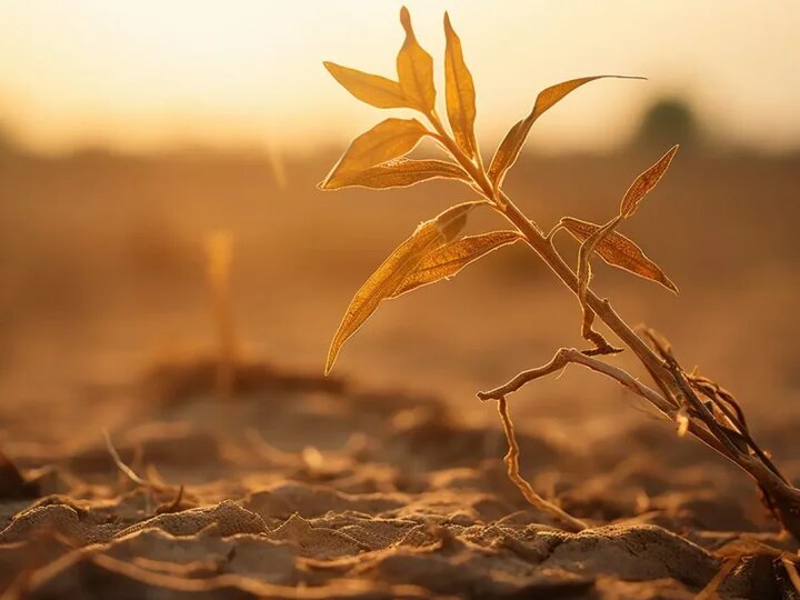 راهکارهایی برای مقابله با «تنش گرمایی» در بخش کشاورزی