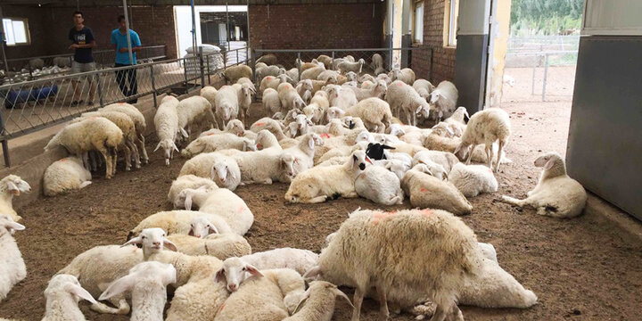 اجرای طرح جهش تولید در دامداری‌های روستایی و عشایری کرمانشاه کلید خورد