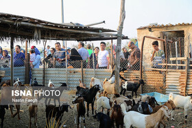 روستاگردی گردشگران در کیش/ آشنایی با فرهنگ و سنن بومیان روستای باغو