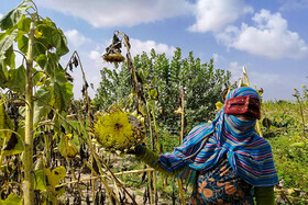 برداشت آفتابگردان از مزارع میناب
