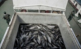 توقیف ۳۴ فروند شناور غیرمجاز صید ترال از ابتدای امسال در هرمزگان