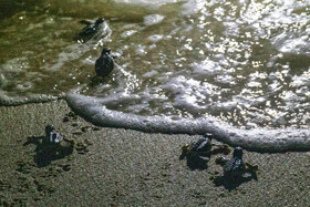 تولد جوجه لاکپشتها در جزیره کیش.