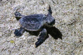 مشاهده لاشه یک لاک پشت پوزه عقابی در سواحل بندر سیریک