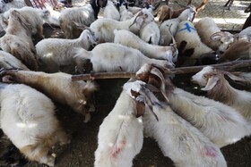 ۱۰ هزار تن خوراک دام بین دامداران هرمزگان توزیع شد