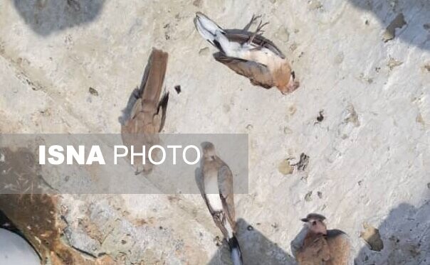 تراژدی غم انگیز در جاسک/عامل مرگ تعداد زیادی پرنده در هاله ای از ابهام 