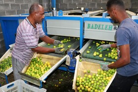 لیمو های برداشت شده در کارگاه بسته بندر بر اساس سایز توسط دستگاه جداسازی می شوند