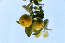 لیمو ترش یکی از محصولات مهم باغات مرکبات جنوب کشور است