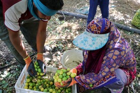 از اوایل خرداد تا مهر ماه فصل برداشت لیمو ترش در شهرستان رودان است
