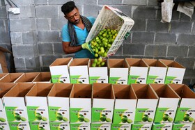 خرید توافقی بیش از ۱۴ هزار تن لیمو ترش از کشاورزان هرمزگانی