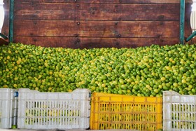 لیمو ترش یکی از محصولات مهم باغات مرکبات جنوب کشور است