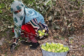 زنان و مردان کاگر روزانه بیش از یک تن لیمو از باغات این شهرستان برداشت می کنند