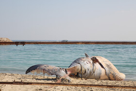 علت مرگ نهنگ در کیش هنوز نامعلوم!