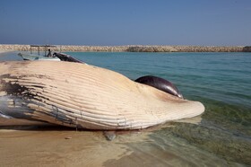 از لاشه دومین نهنگ پیدا شده در کیش نمونه برداری می‌شود