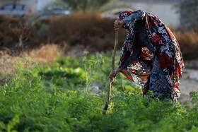 «باغ شاهی» تنها زمین کشاورزی باقی مانده در محله نایبند شهر بندرعباس است.