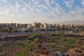 «باغ شاهی» تنها زمین کشاورزی باقی مانده در محله نایبند شهر بندرعباس است.