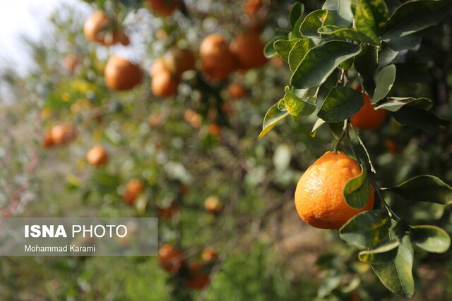 استقبال کم باغداران هرمزگانی از تسهیلات نوسازی باغات
