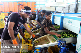 لزوم راه‌اندازی صنایع تبدیلی و باراندازهای عرضه محصولات کشاورزی در هرمزگان