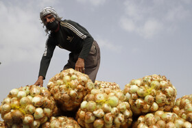 وضعیت میدان میوه و تره بار بندرعباس