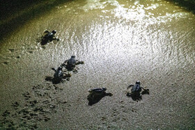 لاک‌پشت‌های پوزه عقابی هر ساله اوایل اسفند ماه در سواحل جنوبی هرمزگان و جزیره کیش، برای تخم‌گذاری به ساحل می‌آیند و این روند تا اواسط خرداد ماه ادامه دارد.