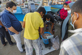 میگو‌های صید شده توسط صیادان در ساحل سورو بندرعباس بلافاصله برای استفاده توسط مردم خریداری می‌شوند.